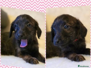 Mixed Breed dogs Italianpoos - Advert 2