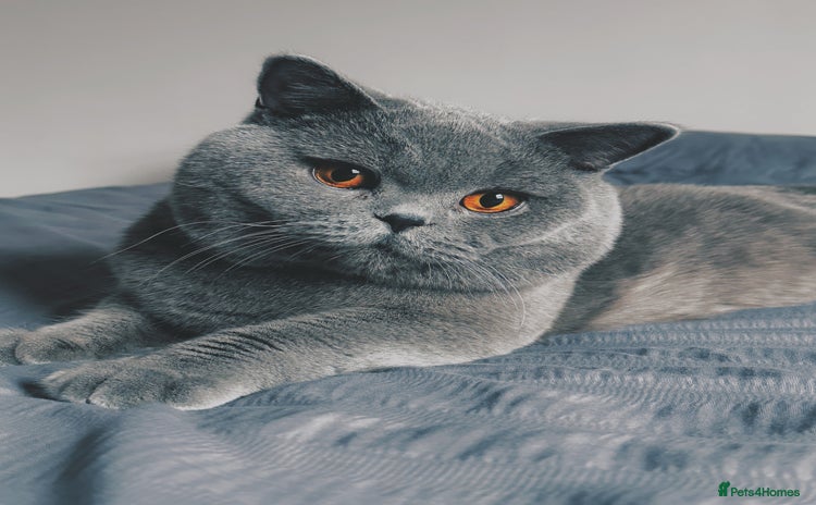 British Shorthair cats - Advert 15