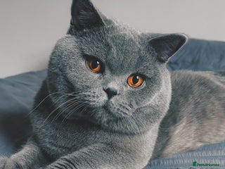 British Shorthair cats - Advert 30