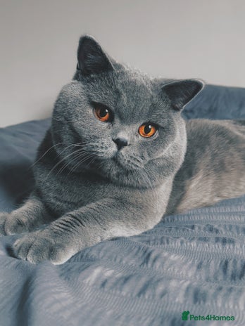 British Shorthair cats 1-Year-Old Male British Shorthair 😻 – GCCF - Advert 15
