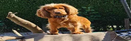 Cocker Spaniel dogs for sale: Beautiful cocker spaniels  - Advert 1