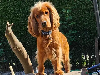 Cocker Spaniel dogs Beautiful cocker spaniels - Advert 4