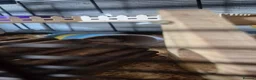 Hamster rodents for sale: Robo hamster  - Advert 5