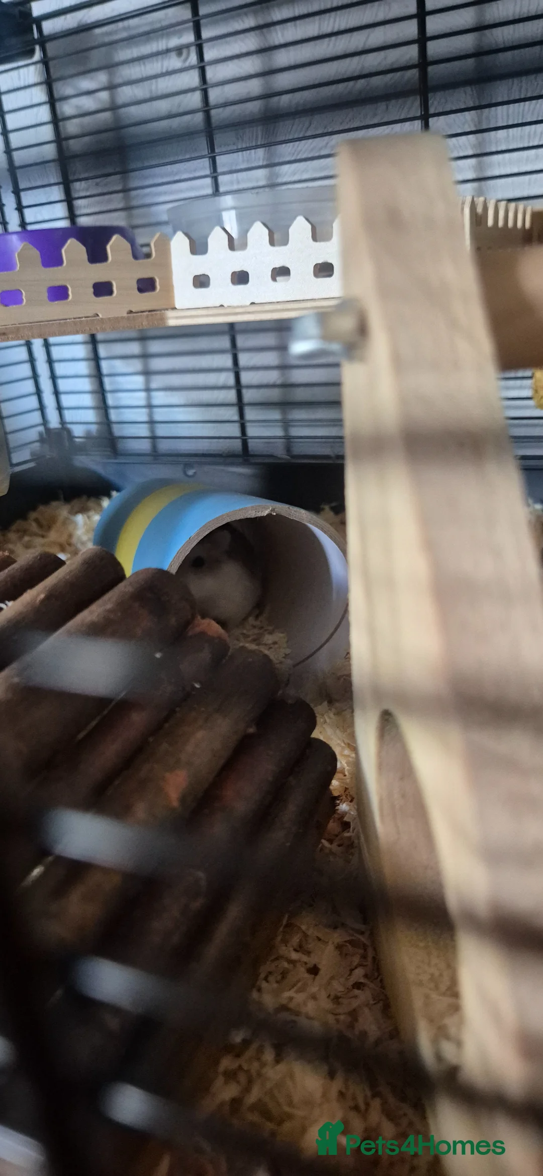 Hamster rodents for sale: Robo hamster  - Advert 5