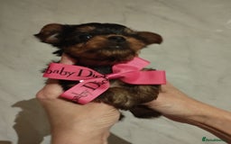 Yorkshire Terrier dogs for sale: 💝💝Beautiful miniature babies 💝💝 - Image 24