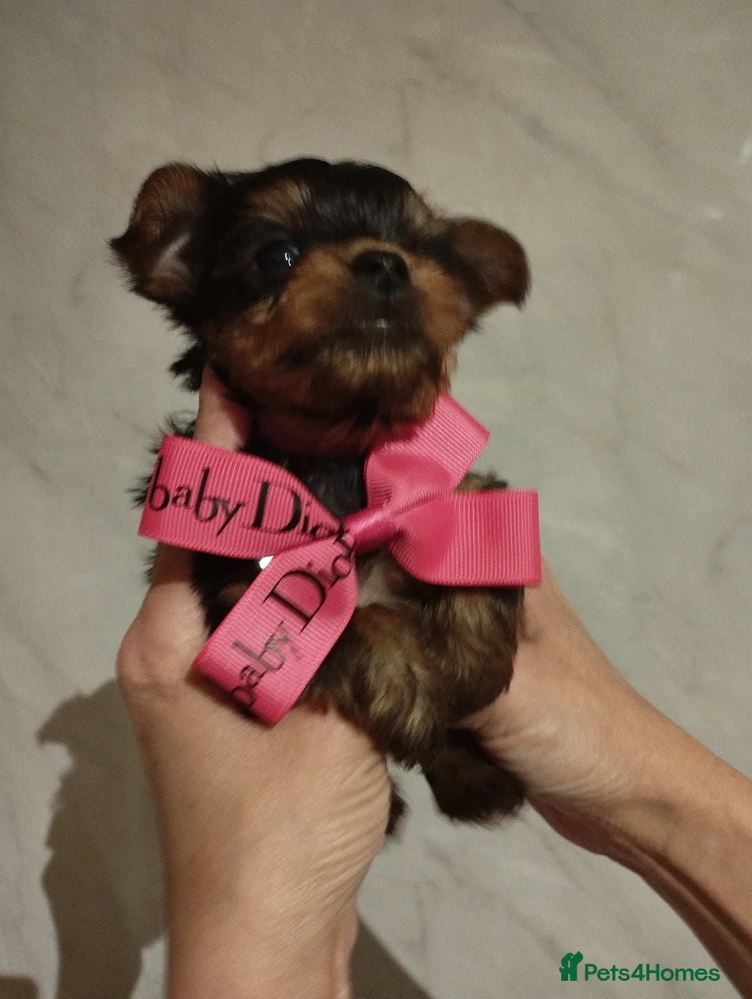 Yorkshire Terrier dogs for sale: 💝💝Beautiful miniature babies 💝💝 - Image 24