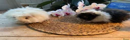 Guinea Pig rodents for sale: Beautiful Baby Texels HP18 - Advert 8