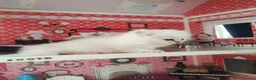 Scottish Fold cats for sale: Scottish Fold  Last Girl - Advert 3