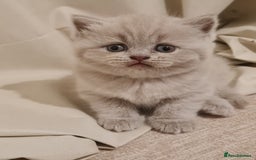 British Shorthair cats for sale: British shorthair  - Image 11