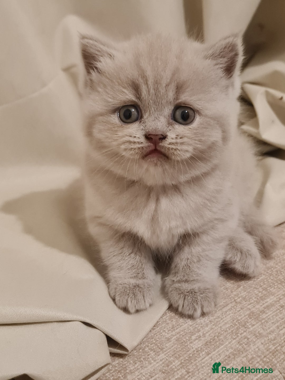 British Shorthair cats for sale: British shorthair  - Image 11