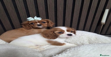 Cavalier King Charles Spaniel dogs Beautiful  Cavalier Puppies - Advert 16