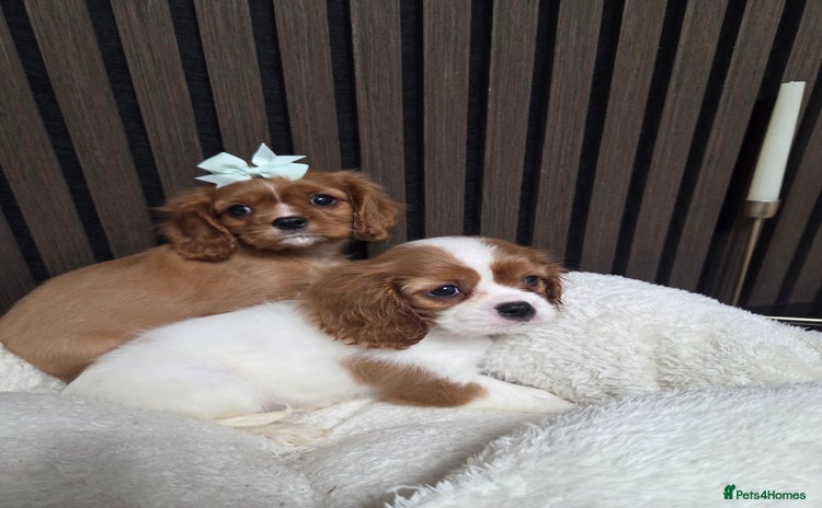 Cavalier King Charles Spaniel dogs Beautiful  Cavalier Puppies - Advert 2