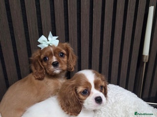 Cavalier King Charles Spaniel dogs Beautiful Cavalier Puppies - Advert 10