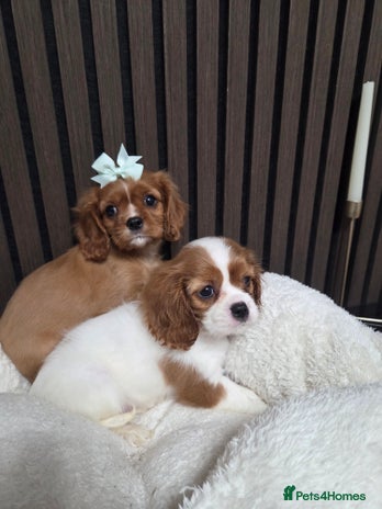 Cavalier King Charles Spaniel dogs Beautiful Cavalier Puppies - Advert 2