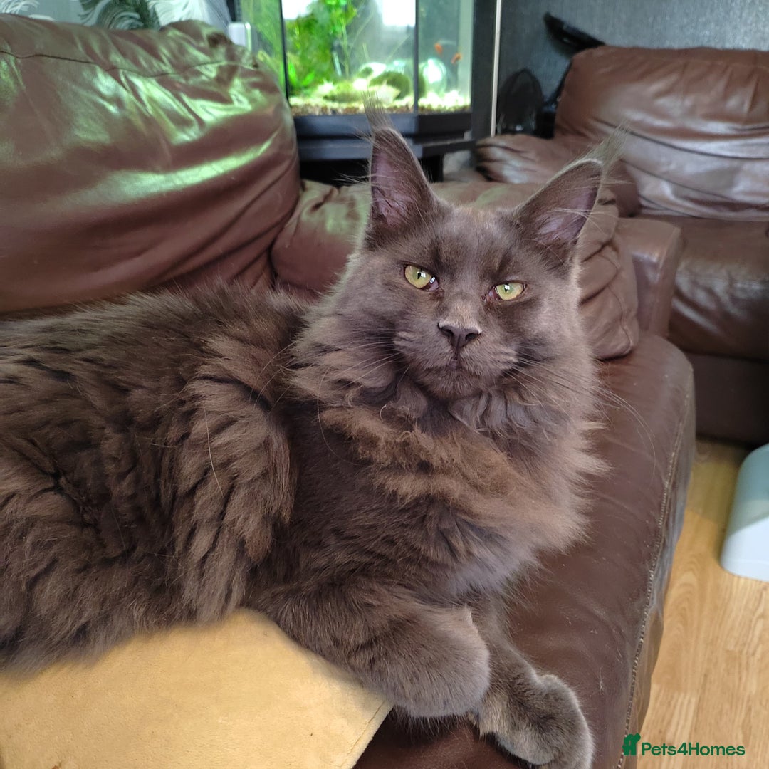 Maine Coon cats for sale: 3/4 Maine coon kittens  - Advert 12
