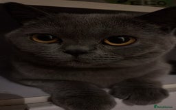 British Shorthair cats for sale: Grey British Shorthair - Image 2