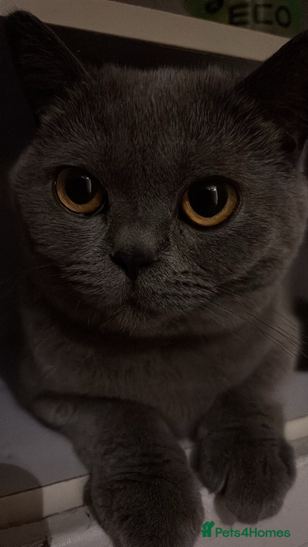 British Shorthair cats for sale: Grey British Shorthair - Image 2