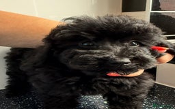 Toy Poodle dogs for sale: Kc reg Toy poodles - Image 5