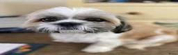 Zuchon dogs for sale: Zuchon puppies for sale in Great Yarmouth - Advert 1
