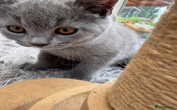 British Shorthair cats for sale: Beautiful Pedigree Shorthair only 3 remaining! - Image 10