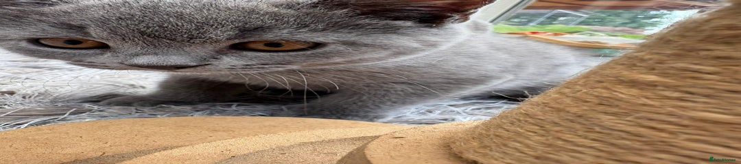 British Shorthair Kitten 3