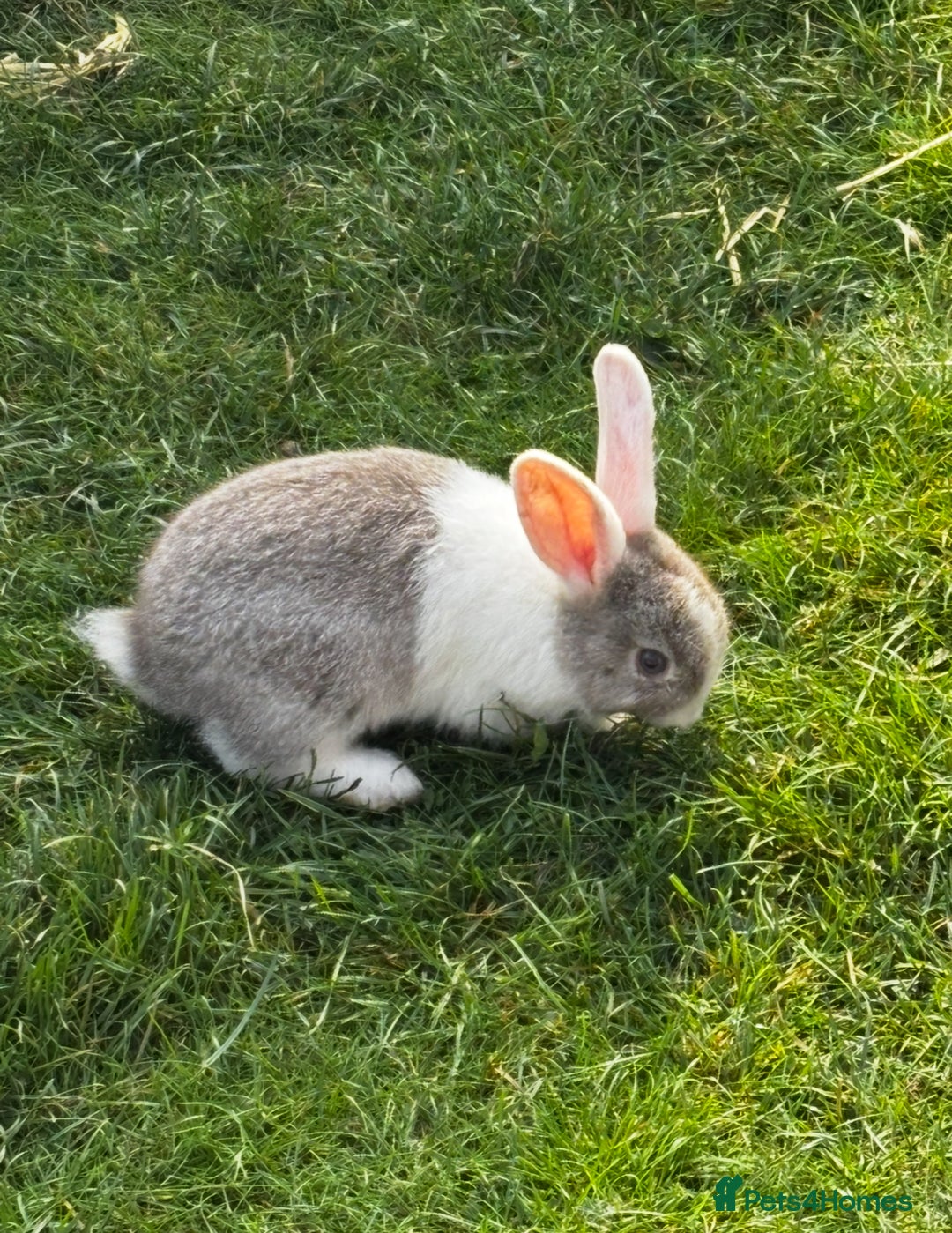Mini Lop rabbits for sale: Mini lops bucks  - Advert 6