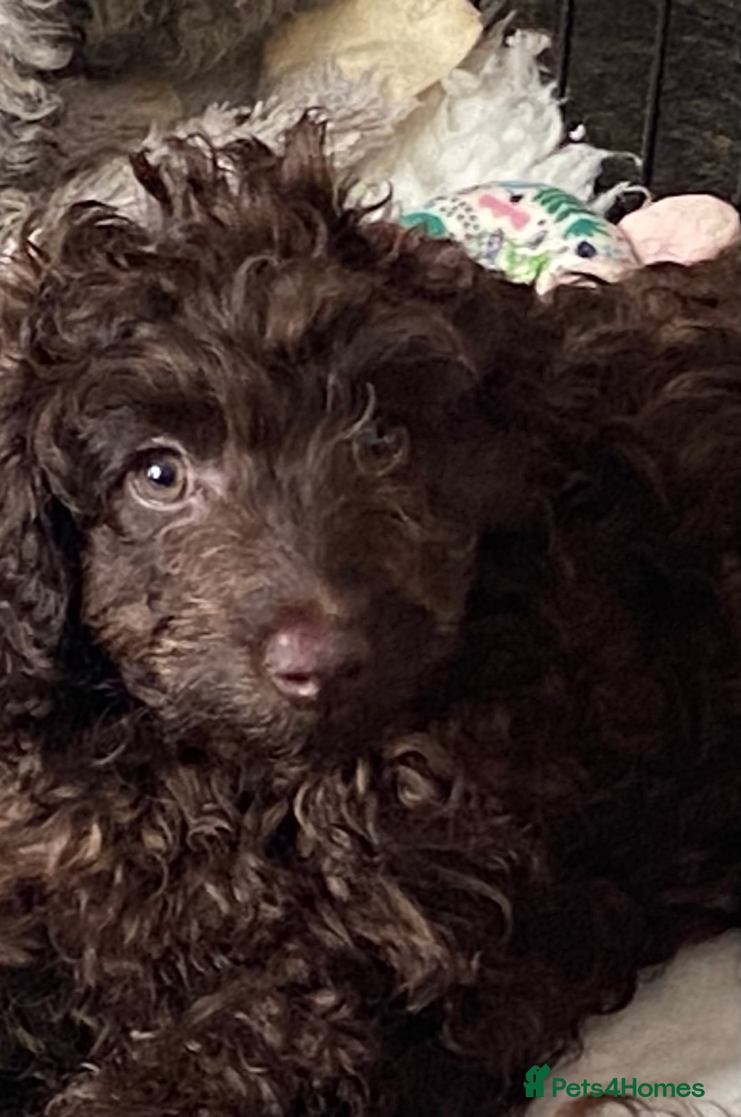 Cockapoo dogs for sale: Gorgeous F2 Cockapoos - Image 5