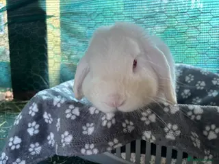 Mini Lop rabbits Mini lop male - Advert 1