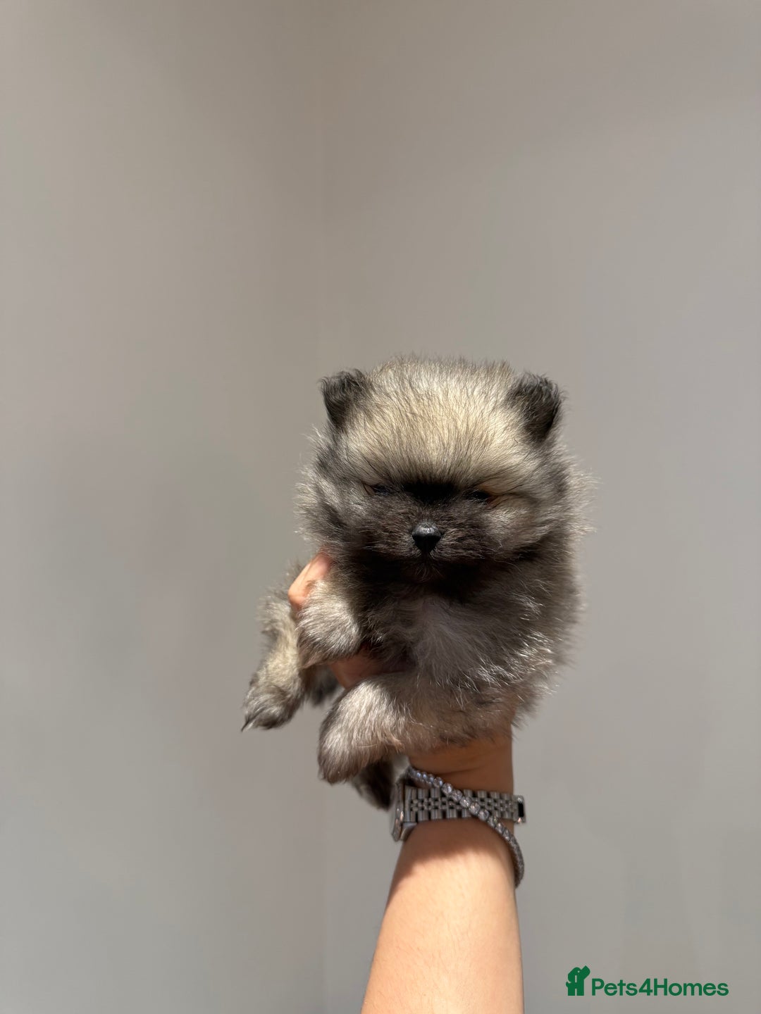 Pomeranian dogs for sale: Teddy Bear Pomerians  - Advert 15