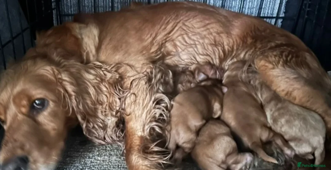 Cockapoo dogs for sale: Cockerpoo puppies - Advert 8