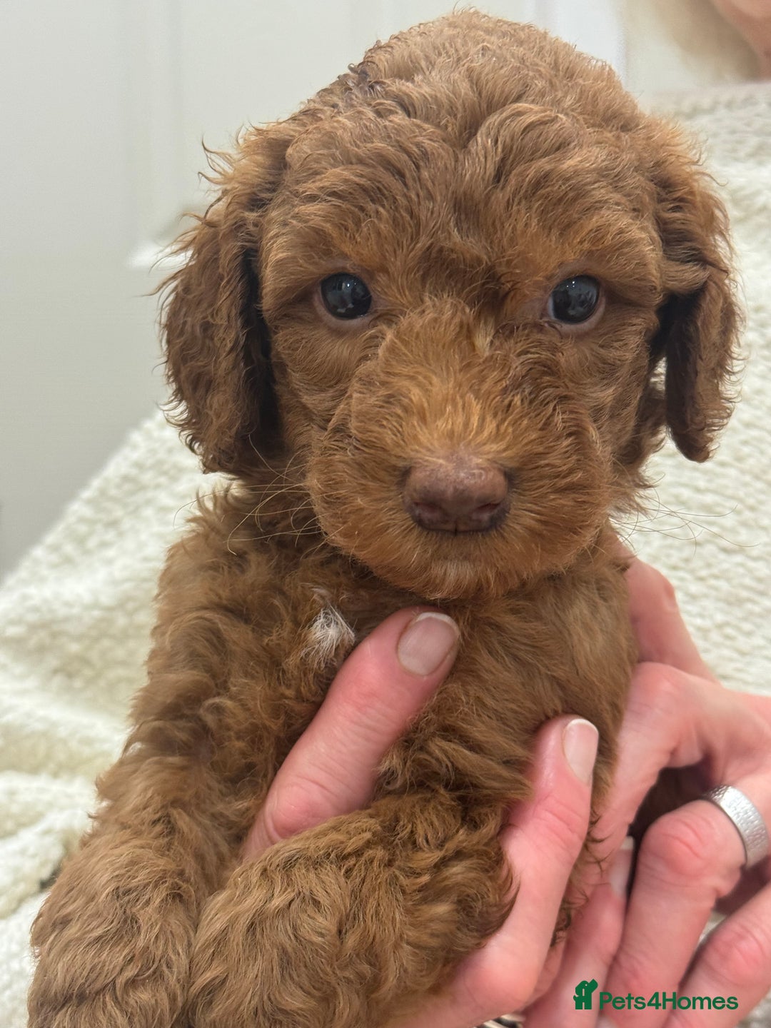 Australian Labradoodle dogs for sale: Australian Labradoodle puppies Multigen  - Image 4