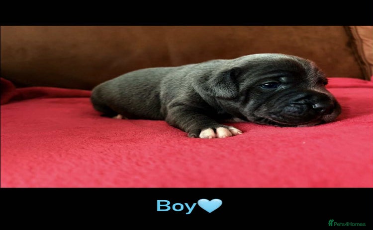 Staffordshire Bull Terrier dogs - Advert 1