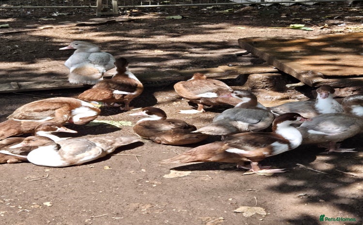 Ducks poultry - Advert 2