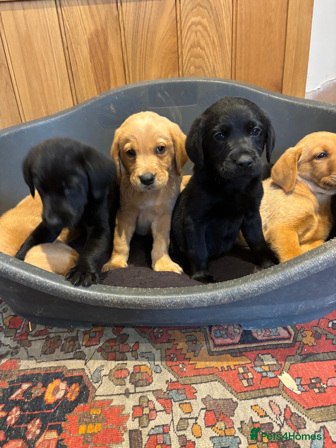 Goldador dogs for sale: GORGEOUS GOLDADORS  - Image 13