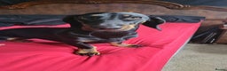 Miniature Dachshund dogs for stud: KC Chocolate dapple boy for stud very gentle. in Skegness - Advert 10