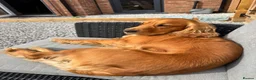 Cocker Spaniel dogs for stud: Handsome Golden Working Cocker for Stud KC Reg - Advert 3