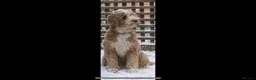 Australian Labradoodle dogs for sale: Australian Labradoodle Guardian Girl - Advert 1