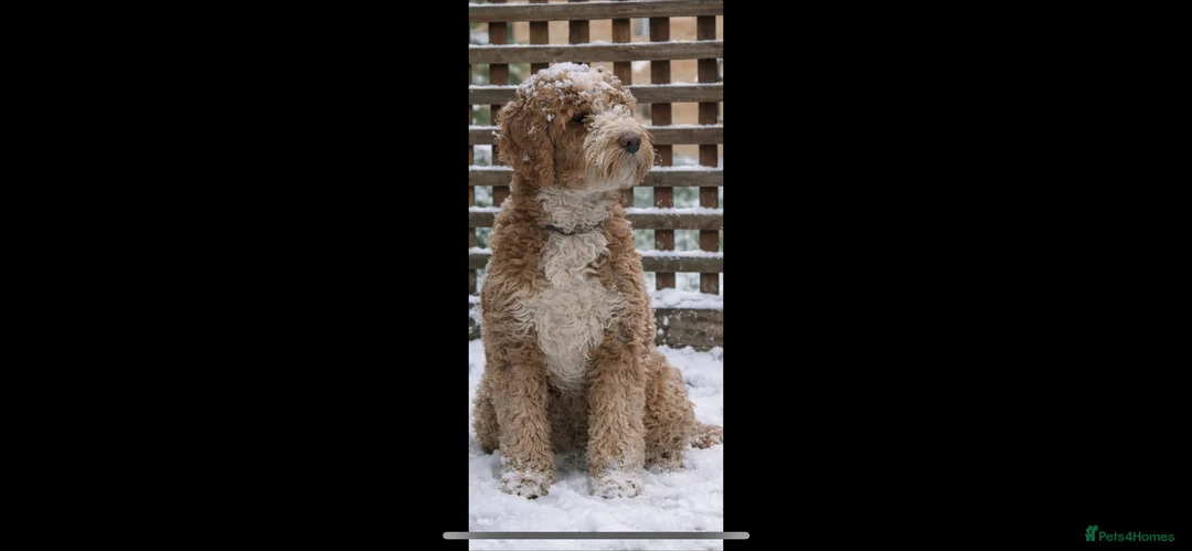 Australian Labradoodle dogs for sale: Australian Labradoodle Guardian Girl - Advert 1