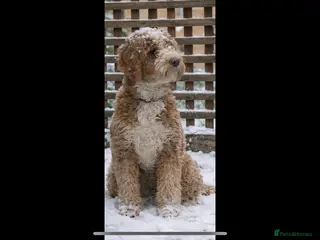 Australian Labradoodle dogs Australian Labradoodle Guardian Girl - Advert 2