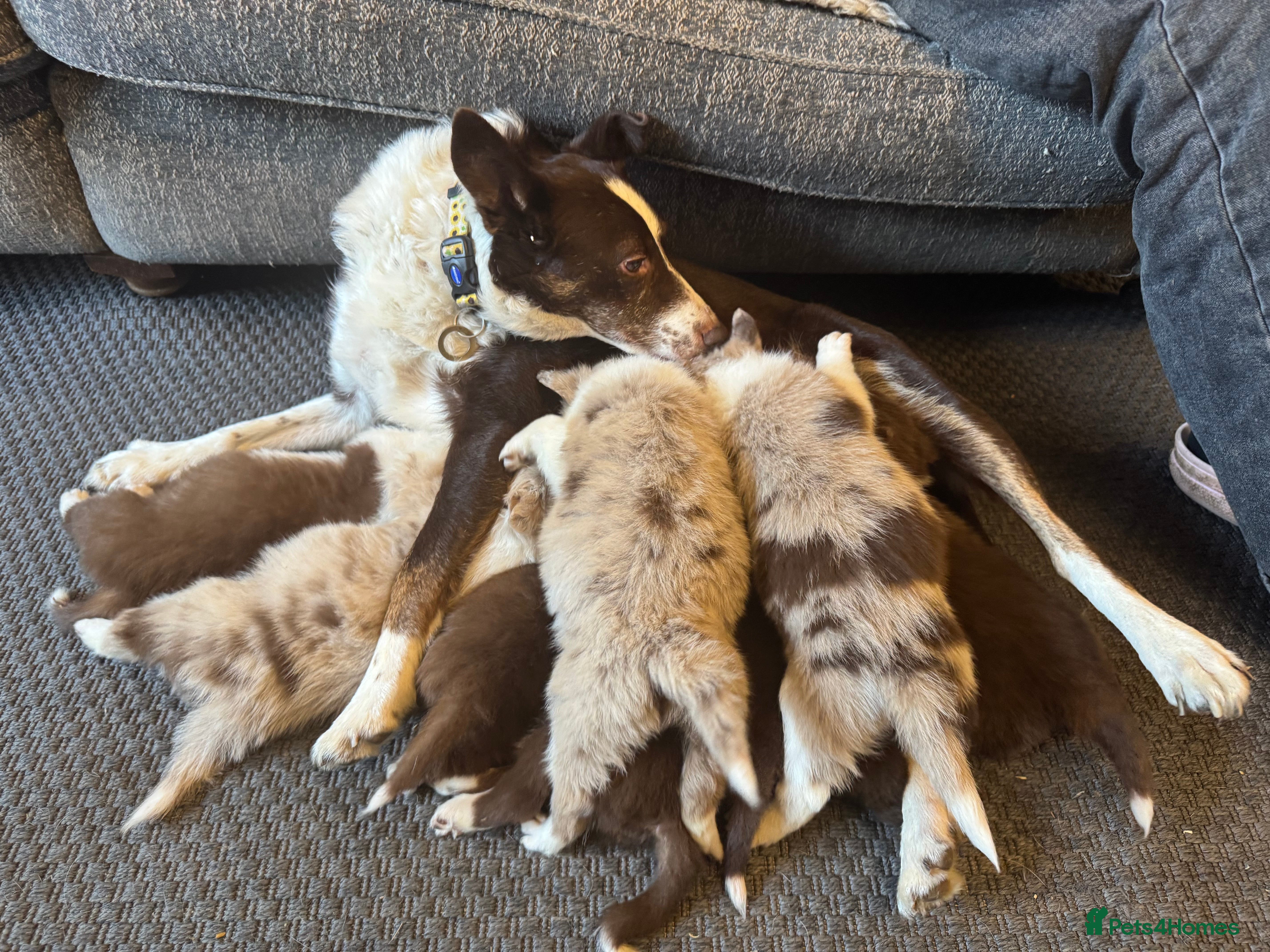 Border Collie dogs Pure Bred Birder Collie Puppies For Sale - Advert 3