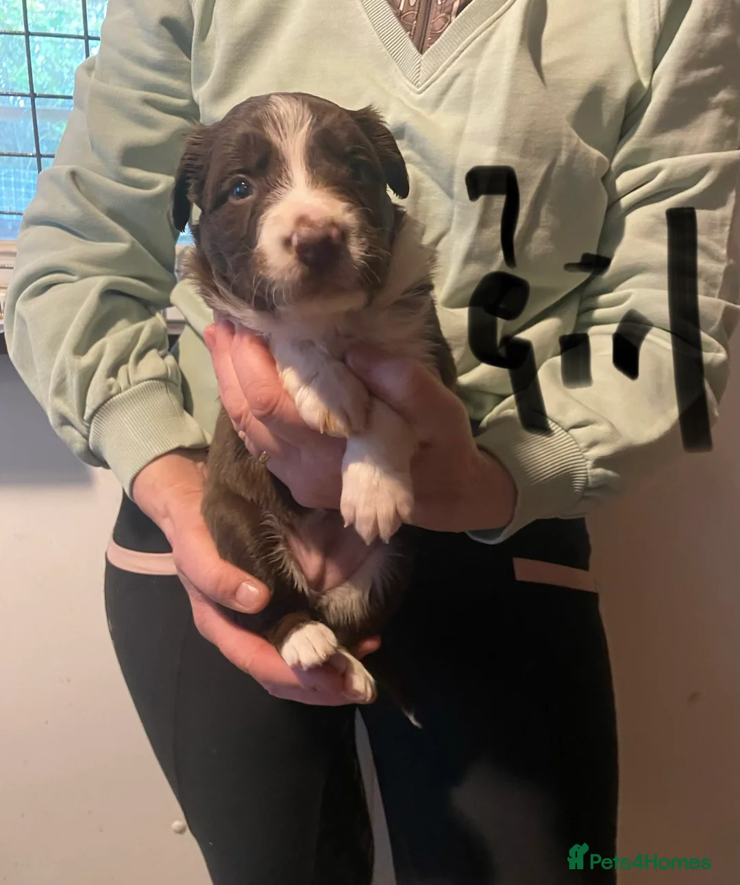 Border Collie dogs for sale: border collie puppies - Advert 8