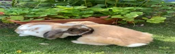 Mini Lop rabbits for sale: 2 Mini Lops - Advert 4