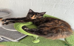Maine Coon cats for sale: 2 GIRLS LEFT Purebred Maine Coon Kittens Blackburn - Image 3