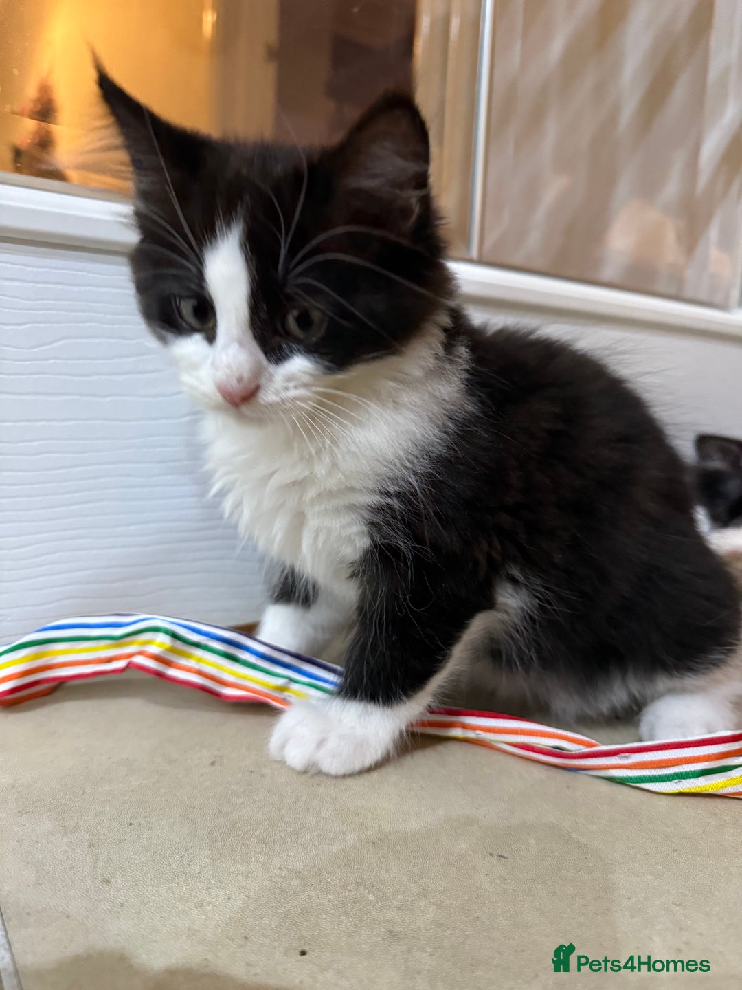 Domestic Shorthair cats for sale: 2 fluffy boys left - Advert 8