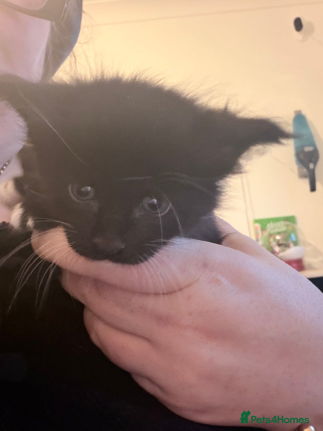 Maine Coon cats for sale: TICA reg adorable Maine Coon baby kittens  - Advert 21