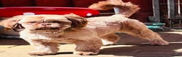 Shih Tzu dogs for sale: Chocolate Shih Tzu girl  - Advert 7