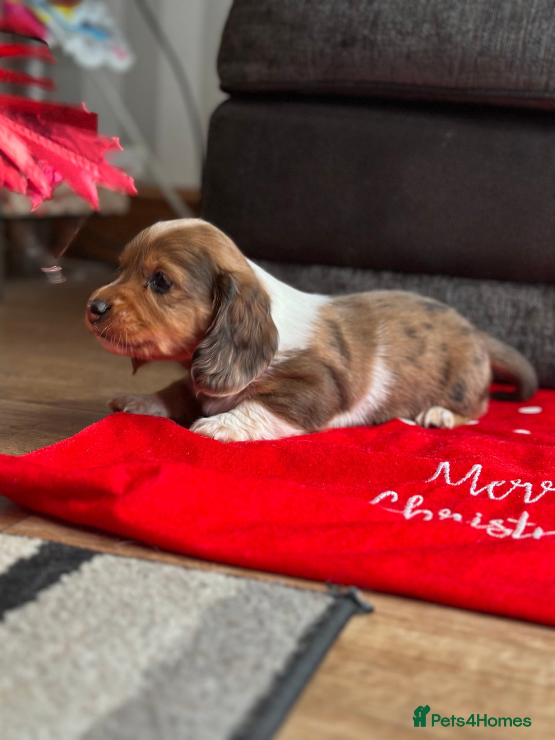 Miniature Dachshund dogs for sale: Miniature Dachounds  - Advert 6