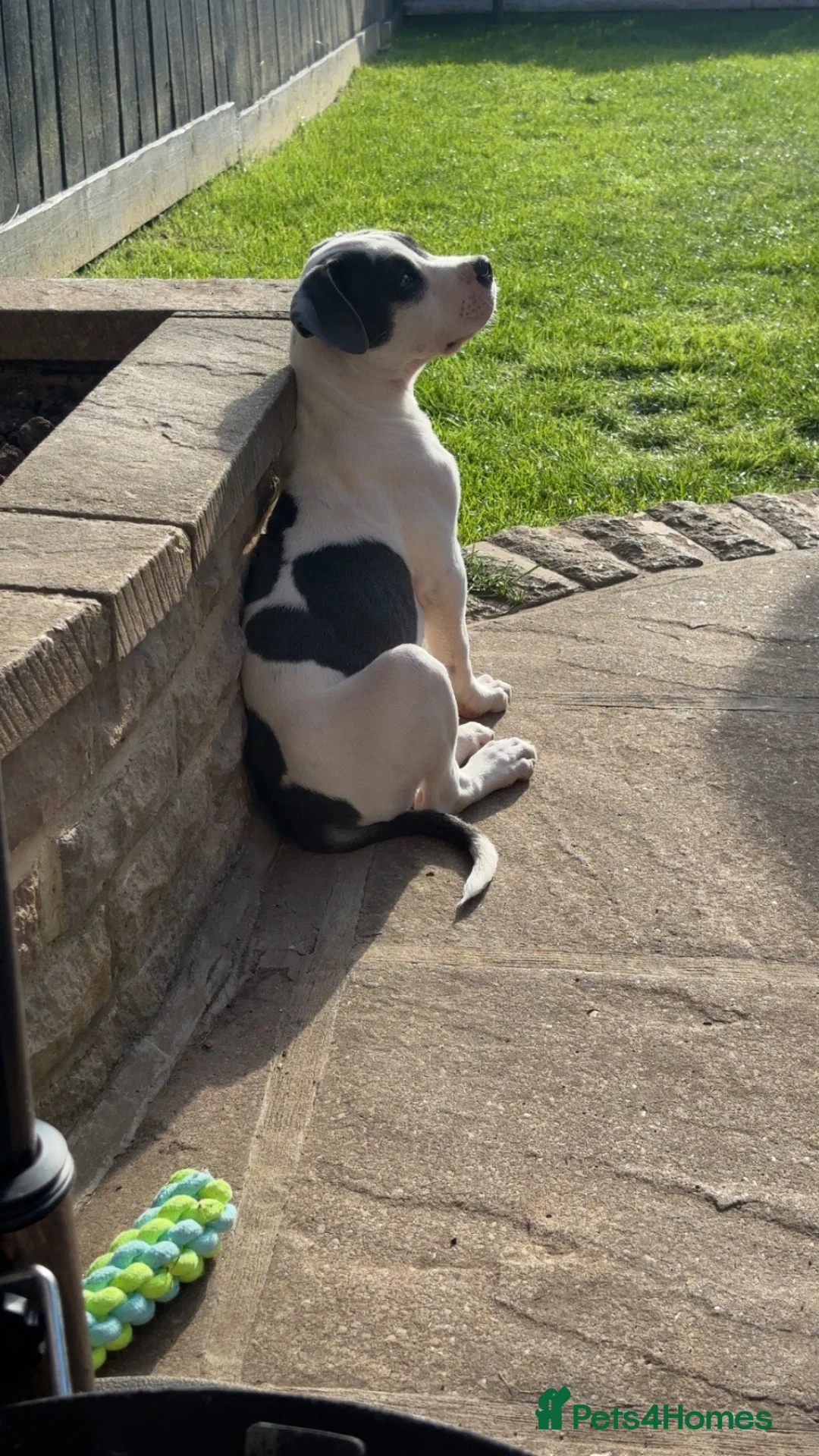 Mixed Breed dogs for sale: Staffy X American Bulldog Puppy - Advert 2