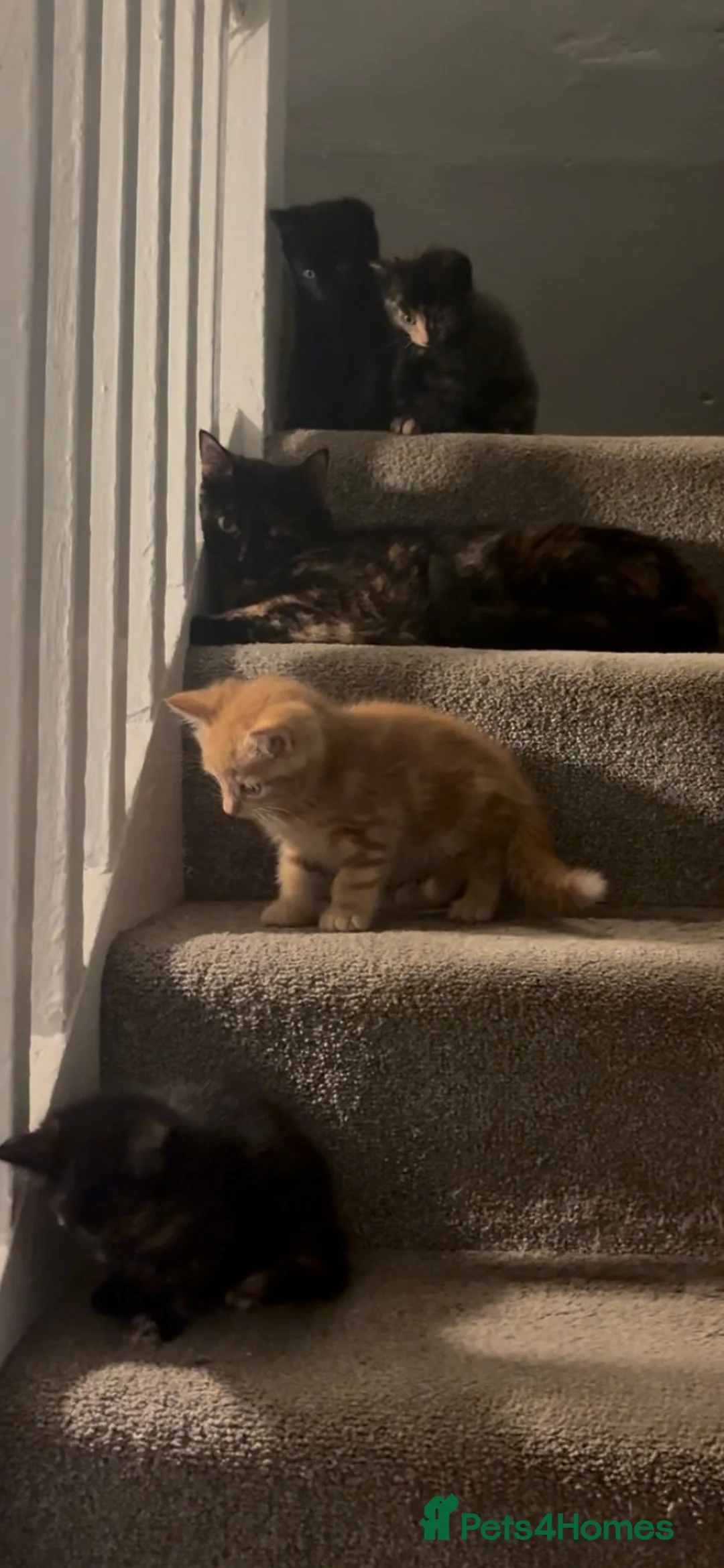 Mixed Breed cats for sale: Kittens for Sale - Advert 8