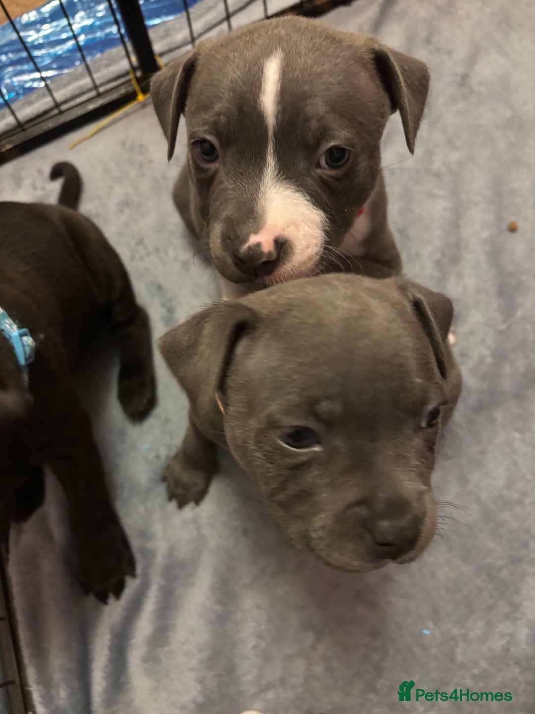 Staffordshire Bull Terrier dogs for sale: Staffordshire Bull Terrier puppies for sale  - Image 13